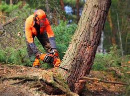 How Our Tree Care Process Works  in  Sand Point, AK